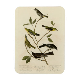 Ímã Flycatchers Warbler, etc., "Aves da América" de Au