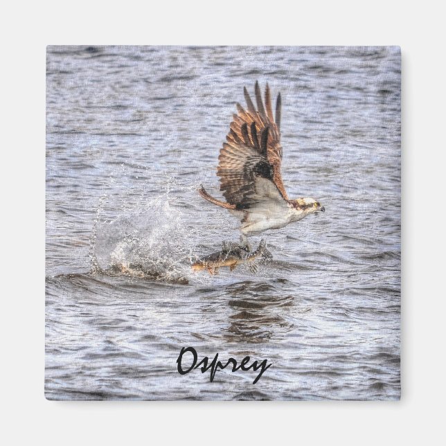 Imã Flying Osprey & Fish HDR Wildlife Photo Gift (Frente)