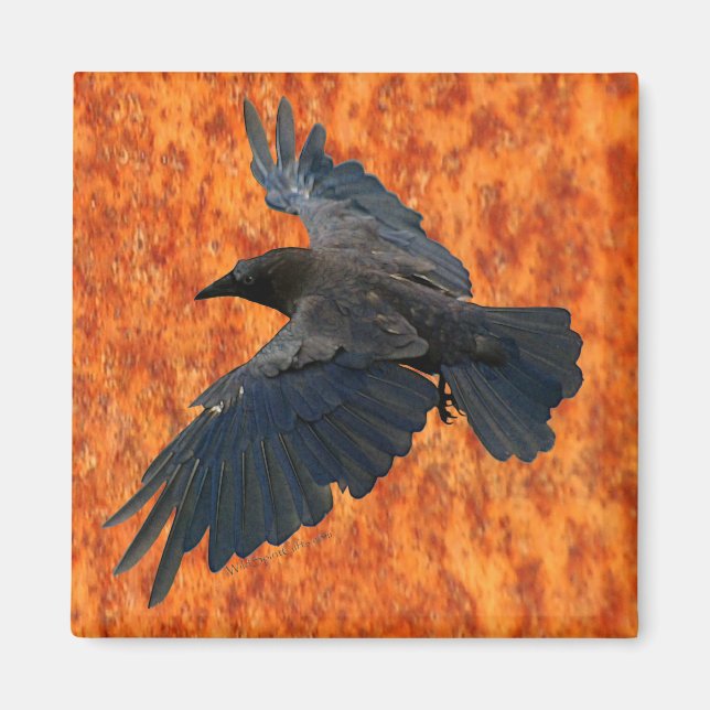 Imã Flying Raven, Crow & Rustic Grunge Art Magnet (Frente)