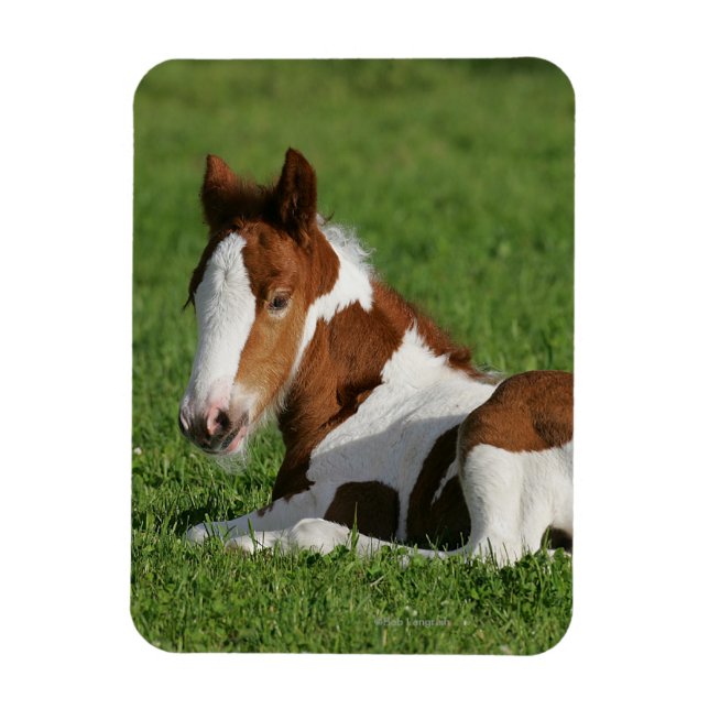 Ímã Foal Lay em Grass (Vertical)