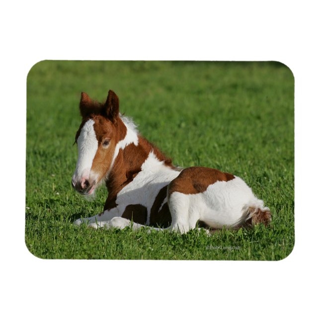 Ímã Foal Lay em Grass (Horizontal)