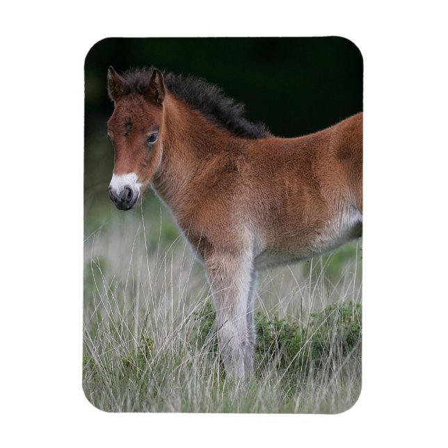 Ímã Foal Permanente (Vertical)