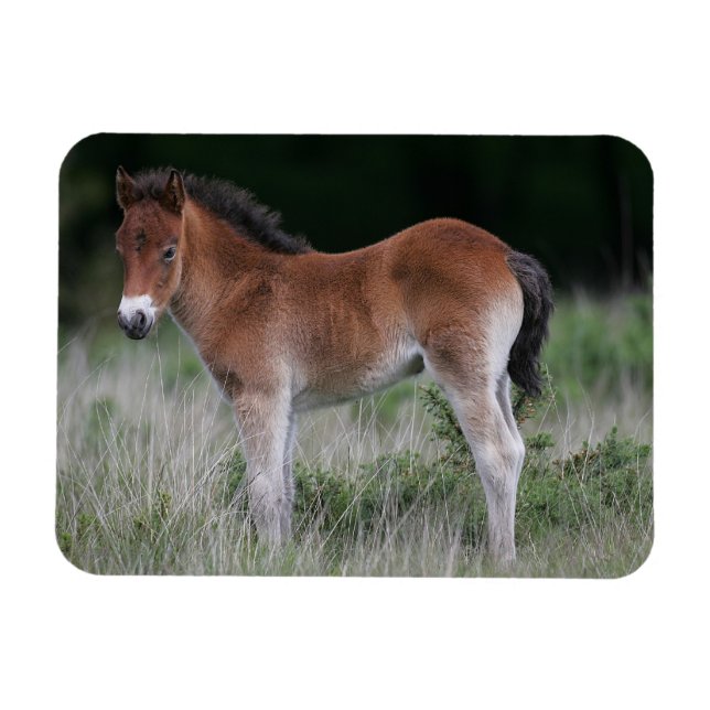 Ímã Foal Permanente (Horizontal)