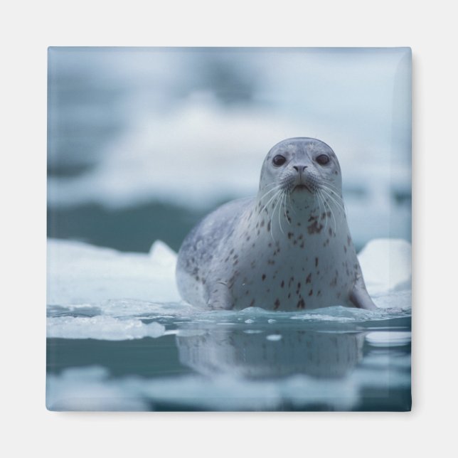 Imã foca-comum-do-pacífico, Phoca vitulina richardsi (Frente)