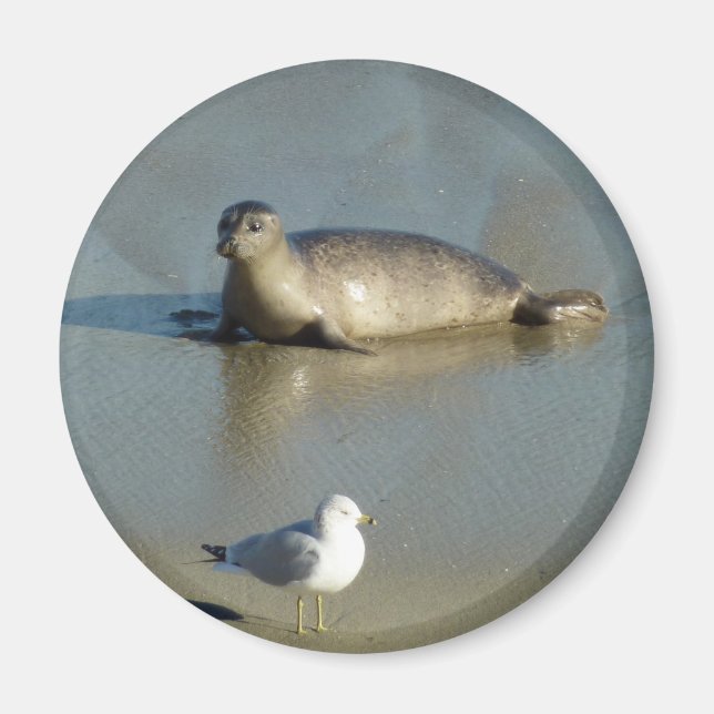 Imã Foca-comum em La Jolla Califórnia (Frente)