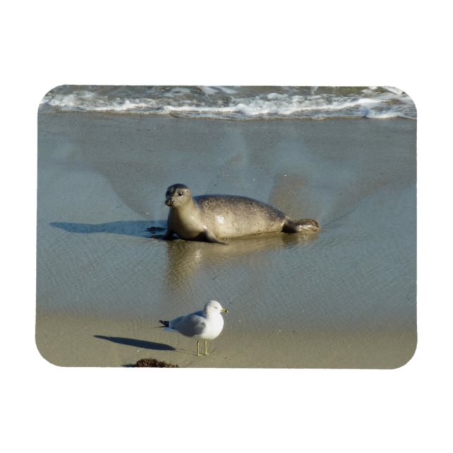 Ímã Foca-comum em La Jolla Califórnia (Horizontal)