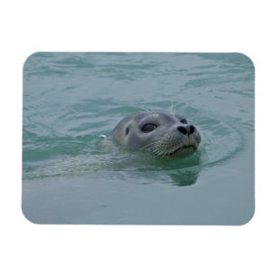 Ímã Foca-comum nadando no lago glacial Jokulsarlon