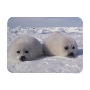 Ímã Foca-da-groenlândia (Phoca groenlandica) Filhotes