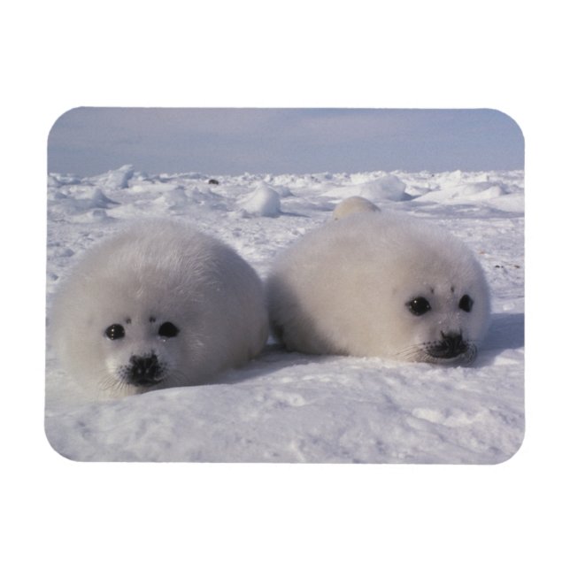 Ímã Foca-da-groenlândia (Phoca groenlandica) Filhotes  (Horizontal)