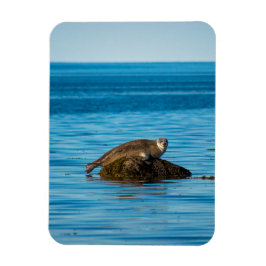 Ímã Foca-do-Atlântico