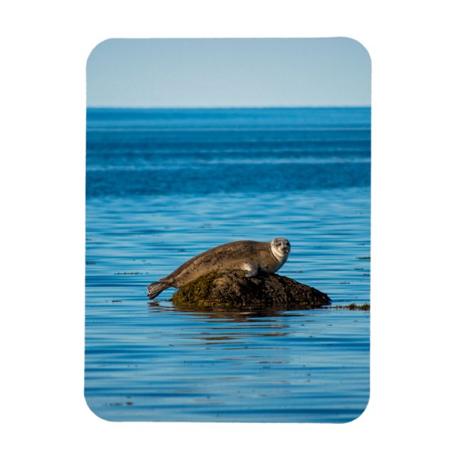 Ímã Foca-do-Atlântico (Vertical)