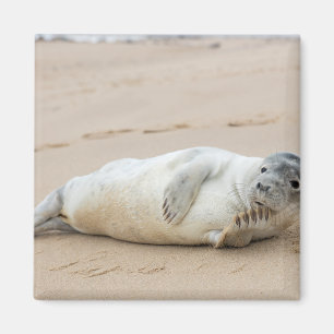 Imã Foca Fofa Posando em uma Praia