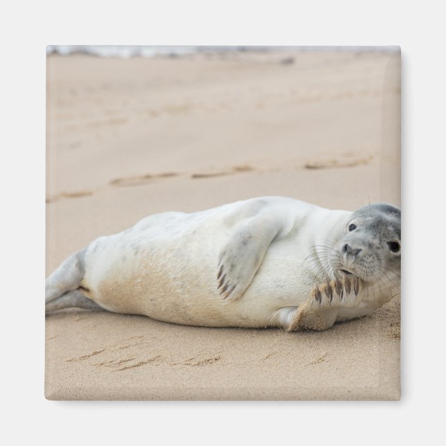 Imã Foca Fofa Posando em uma Praia (Frente)