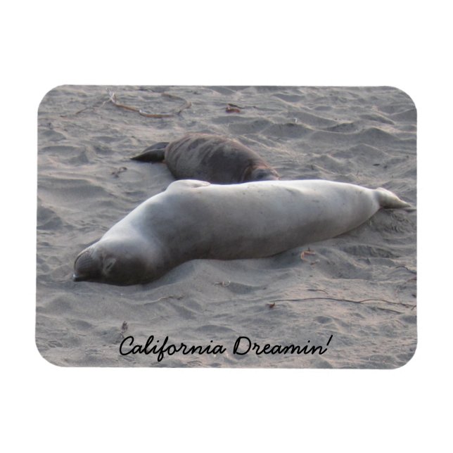 Ímã Focas de elefante na praia de Piedras Blancos (Horizontal)