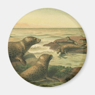 Imã Focas-Leopardo, Animais Aquáticos Antigos Vida Mar