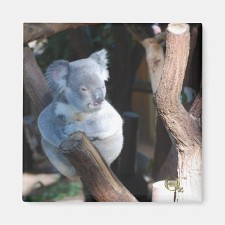 Imã Fofinho Koala