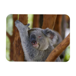 Ímã Fofinho Koala Fotografia Magnet