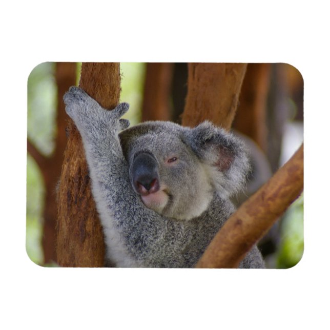 Ímã Fofinho Koala Fotografia Magnet (Horizontal)