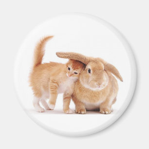 Imã fofo_engraçado_animais_8 coelhos coelhos coelhos