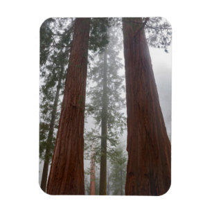 Ímã Foggy Morning & Primavera Snow Sob Sequoia Gigante