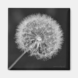 Imã Foi para a Semente