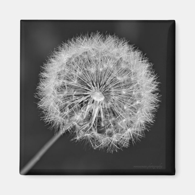 Imã Foi para a Semente (Frente)