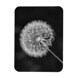 Ímã Foi para a Semente