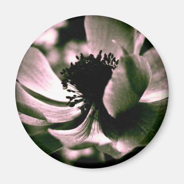 Imã Foi um dia lindo. Anemone Magnet (Frente)