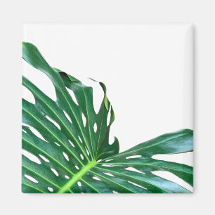 Imã Folha da floresta tropical úmida Elegante Palm Fol