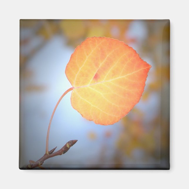 Imã Folha de Aspen-Magnet (Frente)