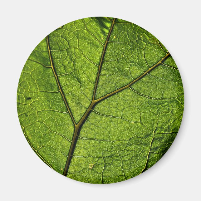 Imã Folha de Borboleta Verde (Frente)