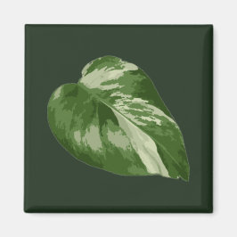 Imã Folha de Monstera Albo — Variegação Rara