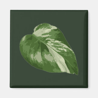 Imã Folha de Monstera Albo — Variegação Rara