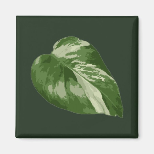 Imã Folha de Monstera Albo — Variegação Rara  (Frente)