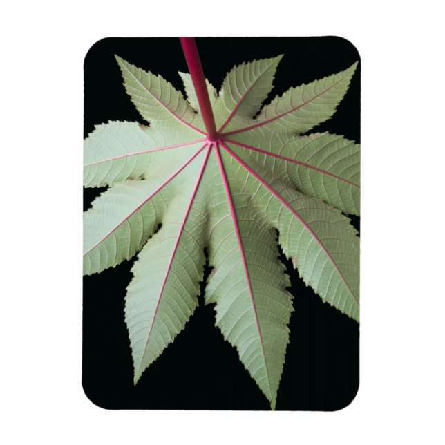 Ímã Folha e Pedra (Vertical)