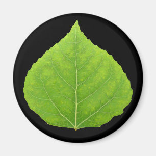 Imã Folha Verde Aspen #11