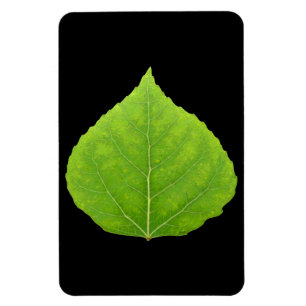 Ímã Folha Verde Aspen #11