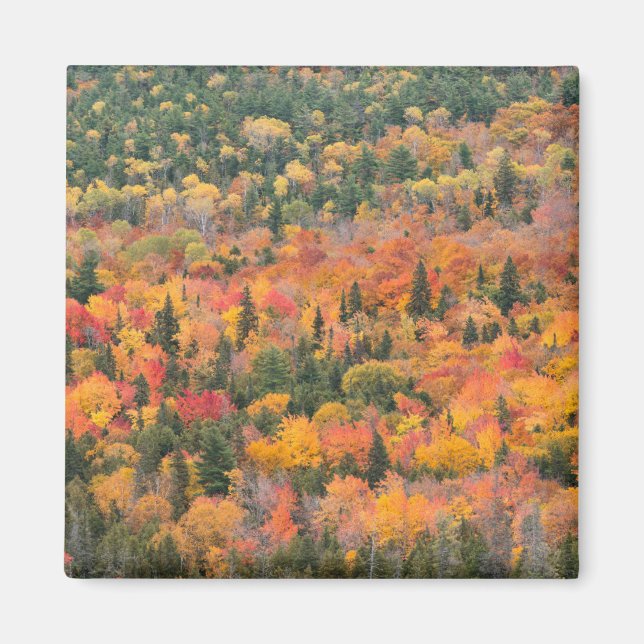 Imã Folhagem de Outono | Península de Keweenaw, Michig (Frente)