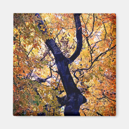 Imã Folhas amarelas e laranja