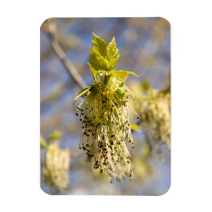 Ímã Folhas bonitas em primavera