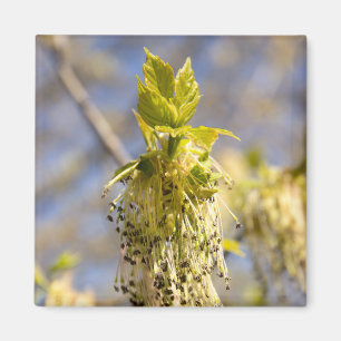 Imã Folhas bonitas em primavera