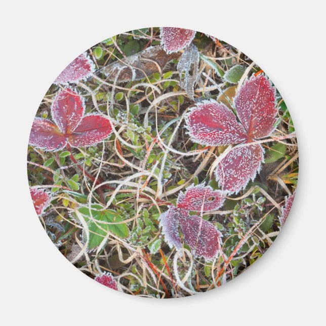 Imã Folhas cobertas com gelo, Canadá (Frente)