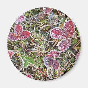 Imã Folhas cobertas de gelo, Canadá