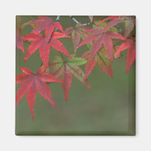 Imã Folhas de bordo, Katsura, Kyoto, Japão