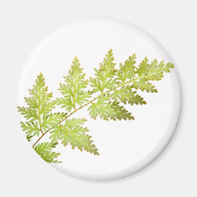 Imã Folhas de Fern (Frente)