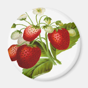 Imã Folhas de folhas de fruta de Comida