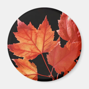 Imã Folhas de Maple
