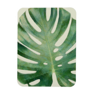 Ímã Folhas de Monstera