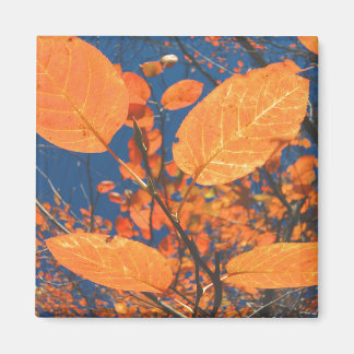 Imã Folhas de outono