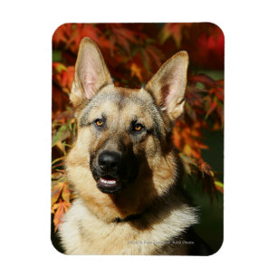 Ímã Folhas de outono de german shepherd